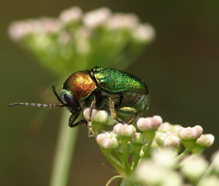 Cryptocephalus